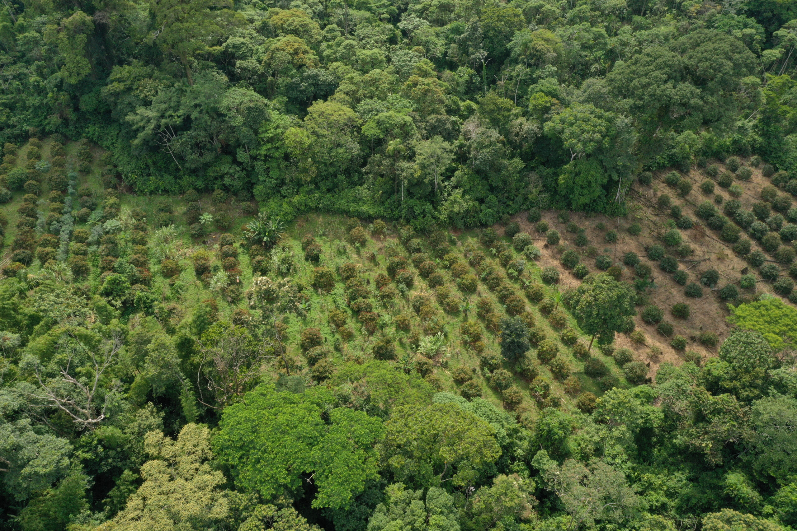 Aerial,View,Of,A,Small,Plantation,Of,Achiote,That,Is