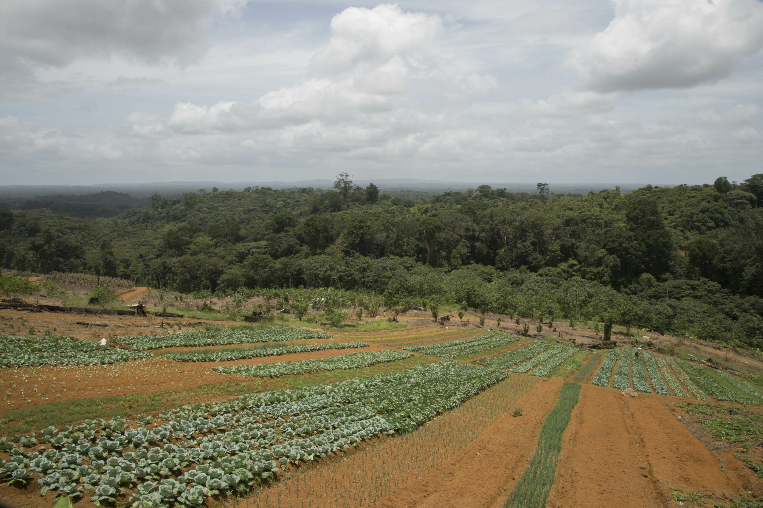 Exploitation agricole de Charles Brix à Cacao.