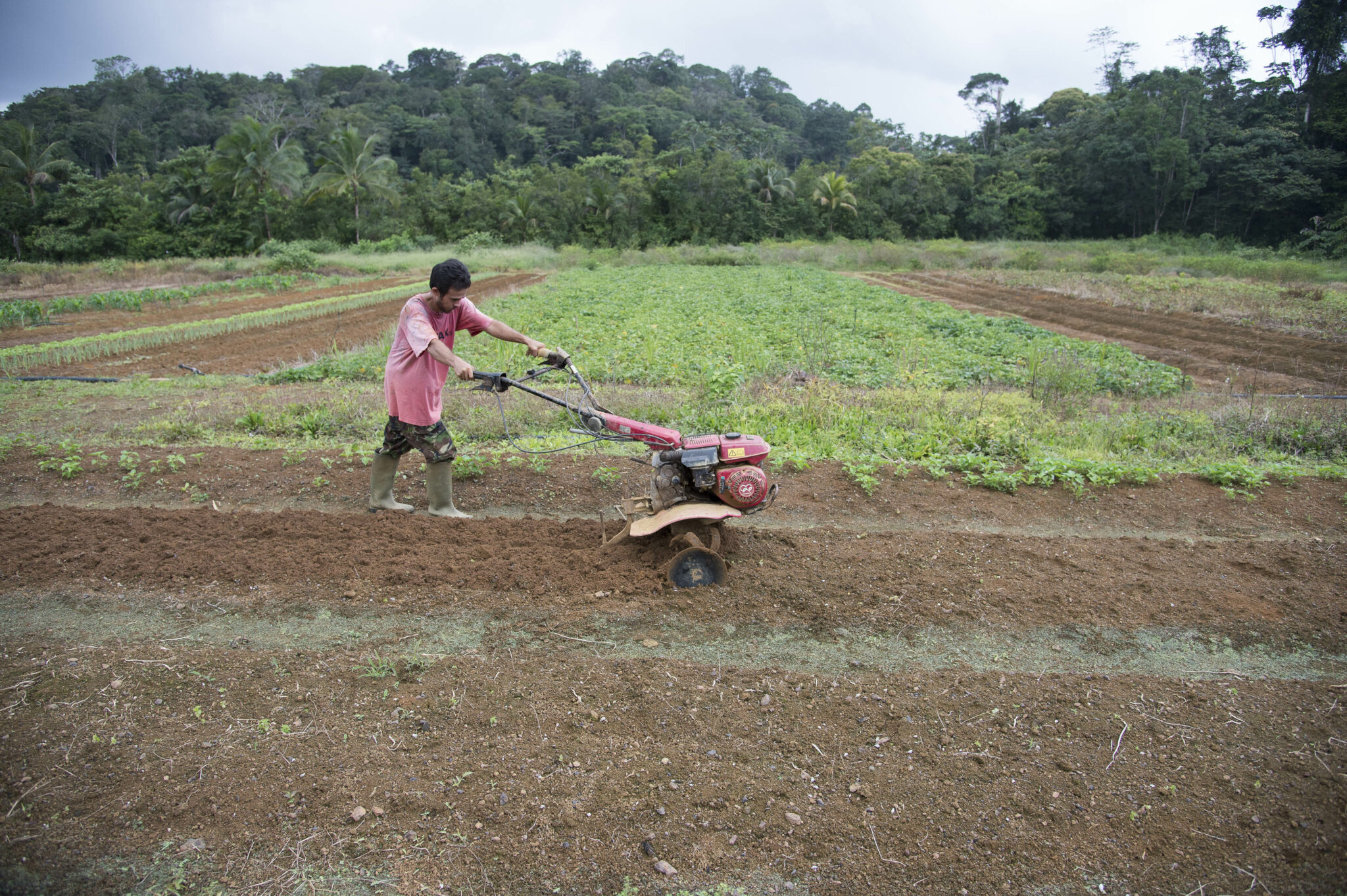 Exploitation agricole de Charles Brix à Cacao.