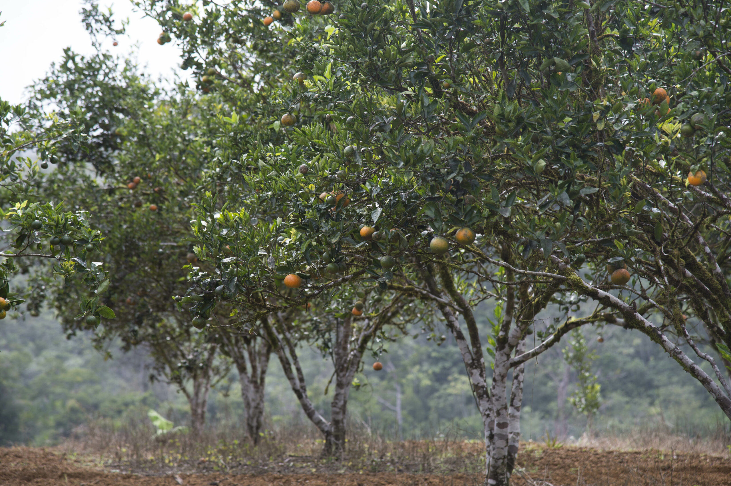 Visite d'une parcelle d'ananas avec les agriculteurs de l'APROFEL, le CIRAD et l'INRA.
Essais Ecophyto dans le cadre du programme RITA.