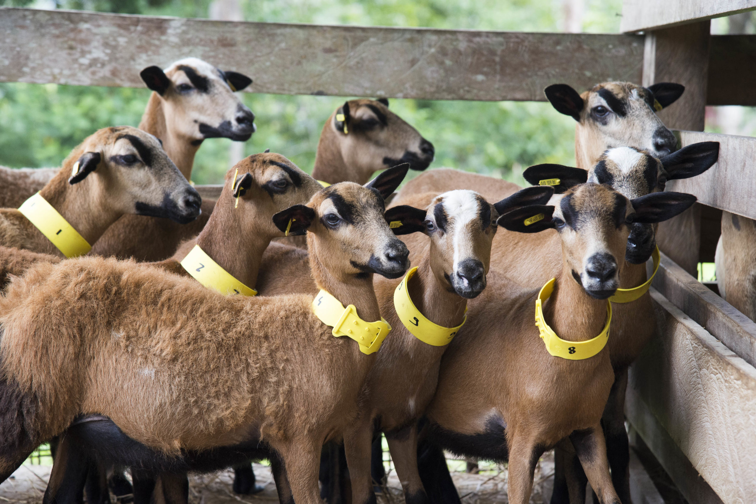 Programme d'amélioration des techniques d'élevage d'ovins et de caprins avec l'APOCAG et IKARE. 
Recherche sur le parasitisme gastro-intestinal SANITEL avec l'APOCAG et IKARE chez un éleveur (famille Robin).