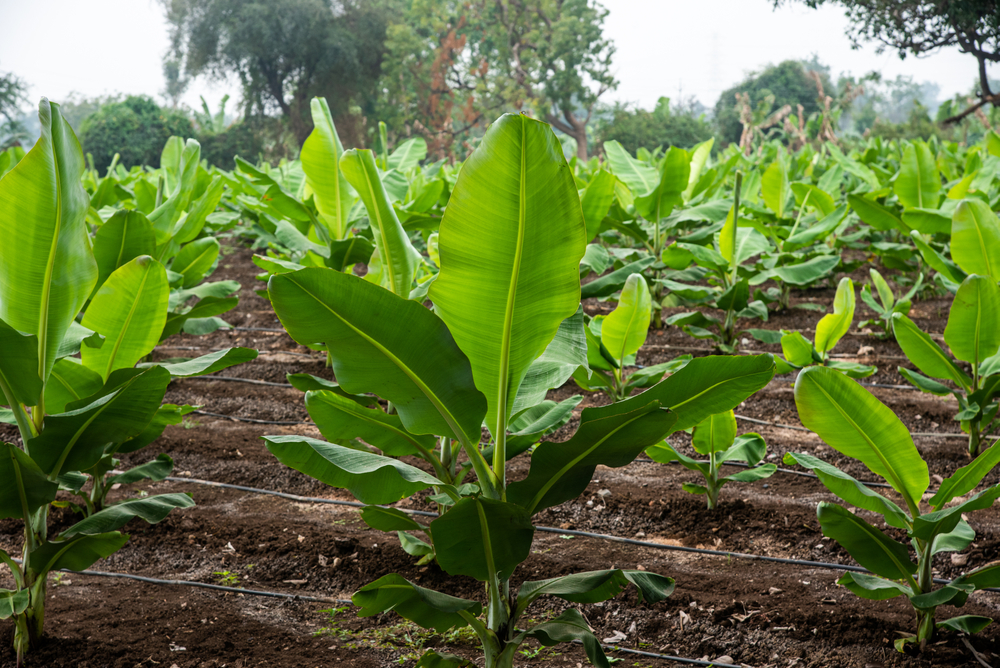 Burhanpur,,Madhya,Pradesh,india,,Jan,08,,2021.banana,Plantation.,Growing,Young,Banana