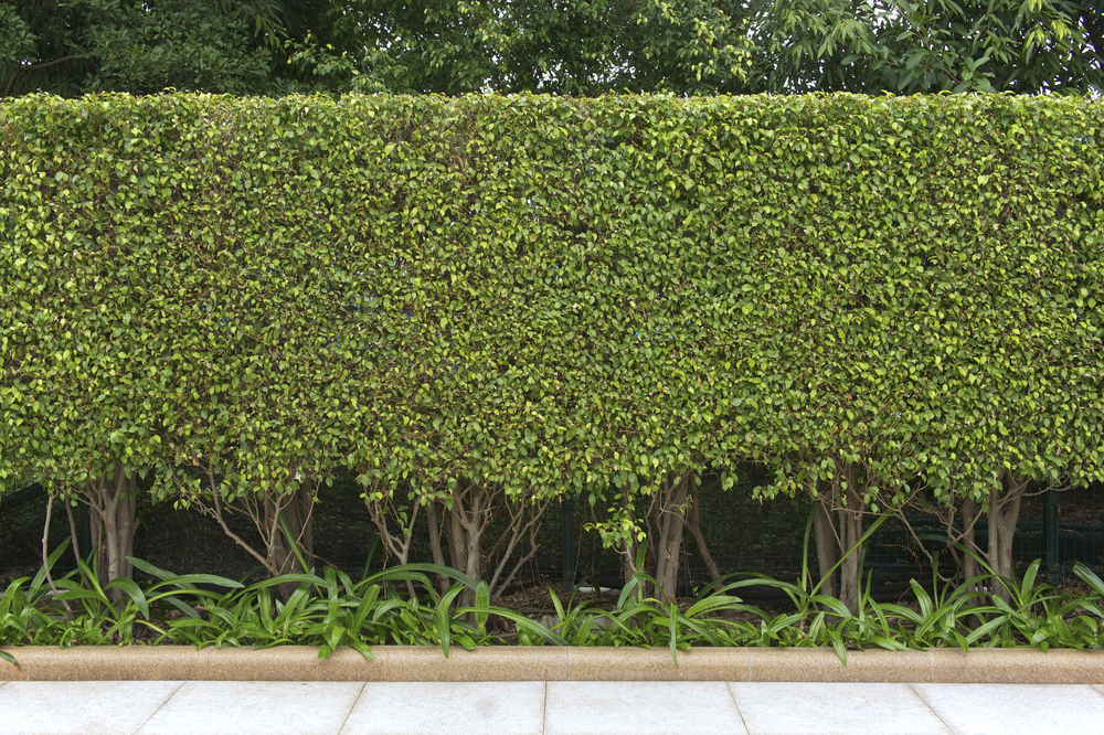 Green,Leaves,Wall,At,Side,Road.