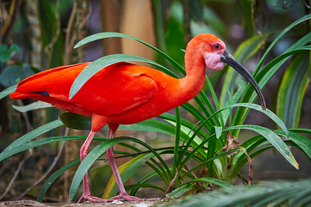 Scarlet,Ibis,Bird,Closeup,(eudocimus,Ruber)